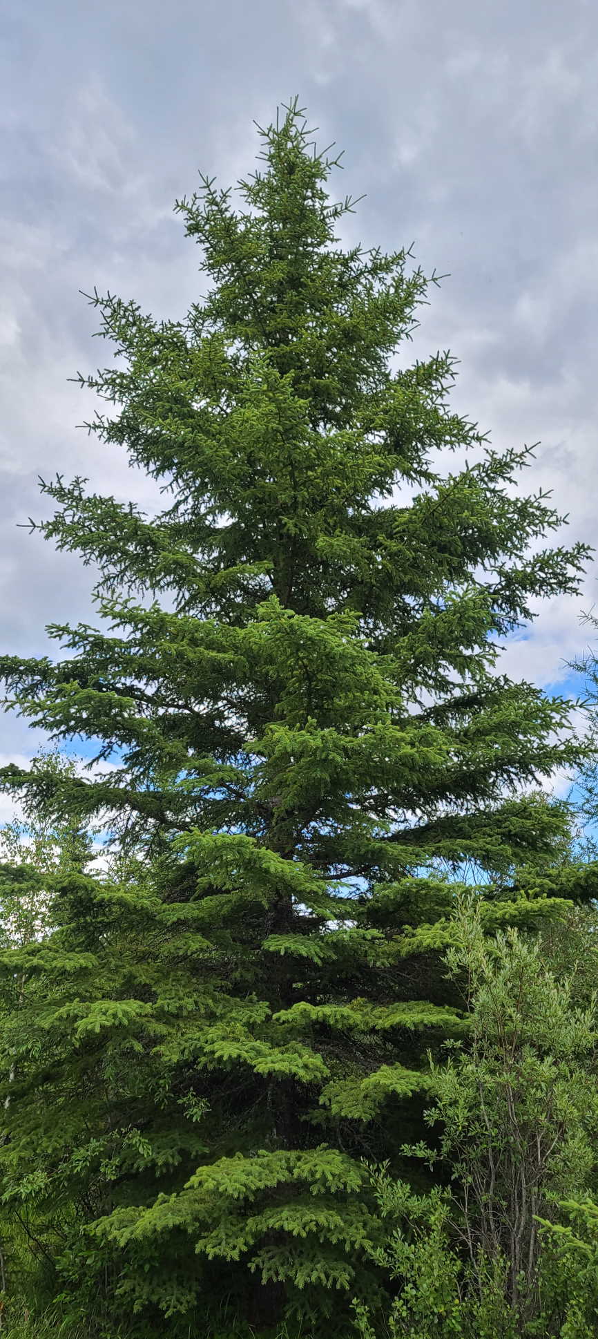 Spruce Tree